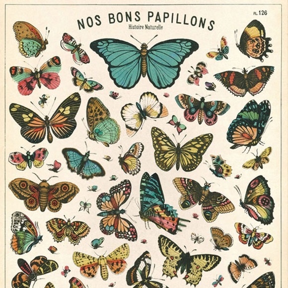 🦋 Cavallini & Co. Nos Bons Papillons Butterflies Poster, 20 x 28 Inches - NWT - Picture 3 of 7